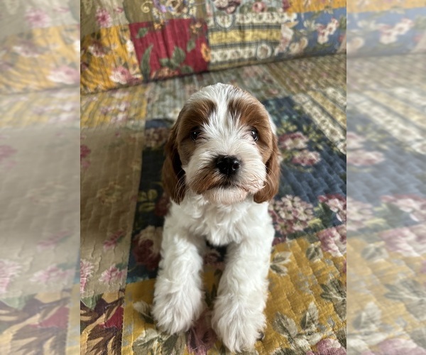 Medium Photo #3  Breeder Profile in JASPER, IN, USA