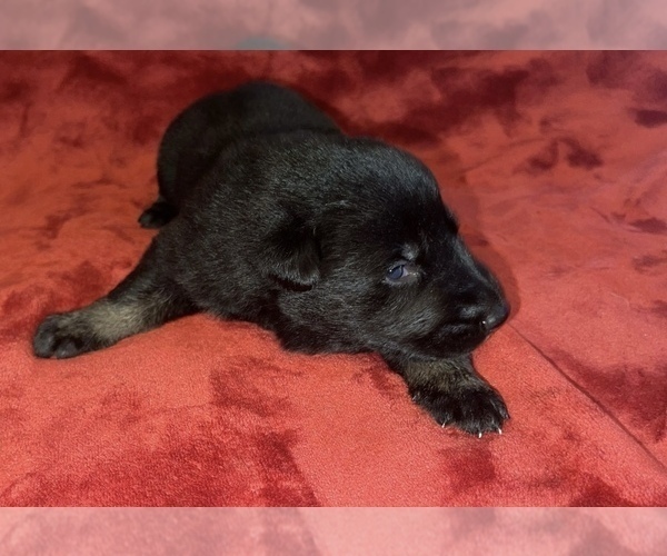 Medium Photo #2  Breeder Profile in COVENTRY, RI, USA