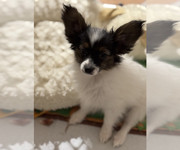 Medium Photo #5  Breeder Profile in BROOKLYN, NY, USA