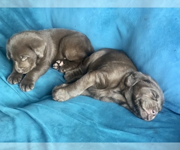 Medium Photo #3  Breeder Profile in ALDERPOINT, CA, USA