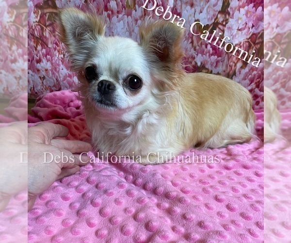 Medium Photo #3  Breeder Profile in TRACY, CA, USA