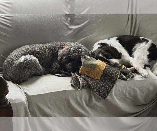 Medium Photo #1  Breeder Profile in TERRE HAUTE, IN, USA