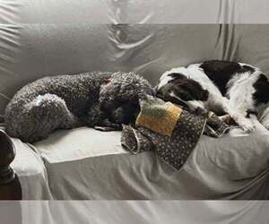 Springerdoodle Dog Breeder near TERRE HAUTE, IN, USA