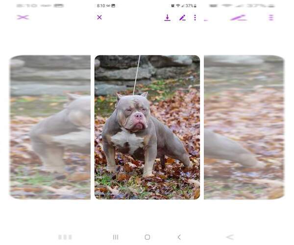 Medium Photo #1  Breeder Profile in JOHNSTOWN, PA, USA