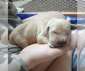 English Cream Golden Retriever Dog Breeder near BRUNSWICK, GA, USA