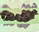 Small #16 Breeder Profile image