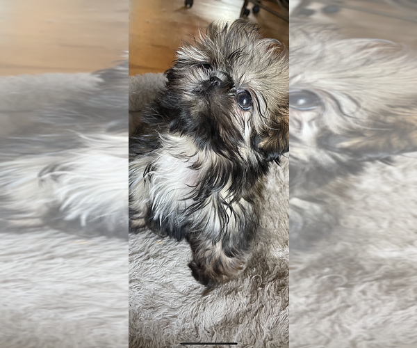 Medium Photo #19  Breeder Profile in FREEBURG, IL, USA