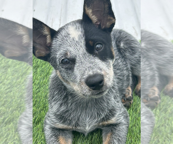 Medium Photo #31  Breeder Profile in LAURINBURG, NC, USA