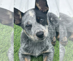 Small #30 Breeder Profile image