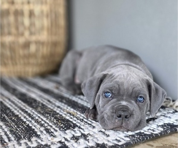 Medium Photo #32  Breeder Profile in BANGS, TX, USA