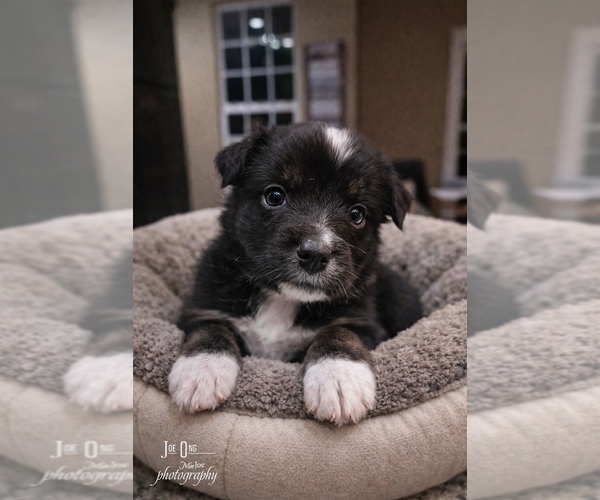 Medium Photo #4  Breeder Profile in SAINT JOHN, IN, USA