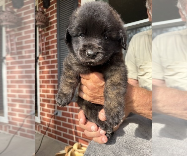Medium Photo #1  Breeder Profile in MANCHESTER, TN, USA