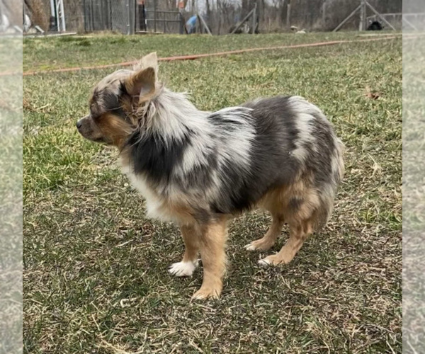 Medium Photo #99  Breeder Profile in TWINING, MI, USA