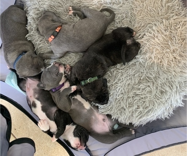 Medium Photo #1  Breeder Profile in KISSIMMEE, FL, USA