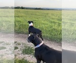 Small #12 Breeder Profile image