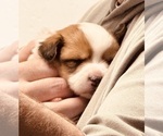 Small #13 Breeder Profile image