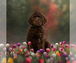 Small #4 Breeder Profile image