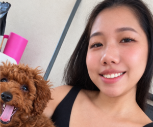 Poodle (Toy) Dog Breeder near RANCHO CUCAMONGA, CA, USA