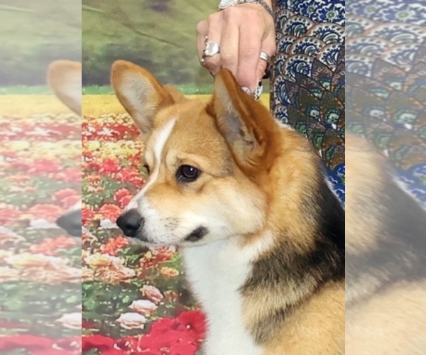 Medium Photo #8  Breeder Profile in GRAND LEDGE, MI, USA