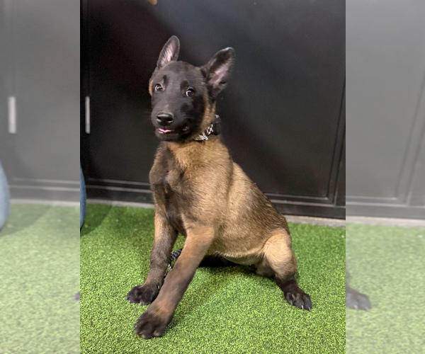 Medium Photo #4  Breeder Profile in OROVILLE, CA, USA