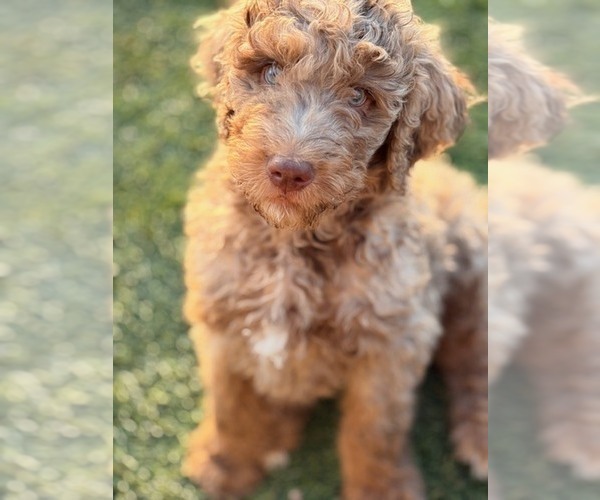 Medium Photo #17  Breeder Profile in APACHE JUNCTION, AZ, USA