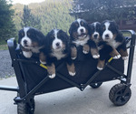 Small #1 Breeder Profile image