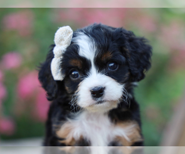 Medium Photo #3  Breeder Profile in LIBERTY, KY, USA