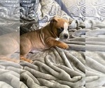Small #5 Breeder Profile image
