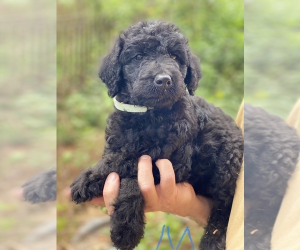 Medium Photo #3  Breeder Profile in STONY POINT, NC, USA