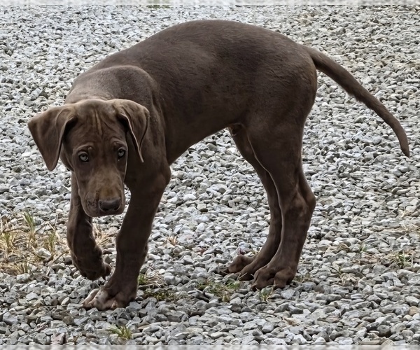 Medium Photo #3  Breeder Profile in HARDINSBURG, IN, USA