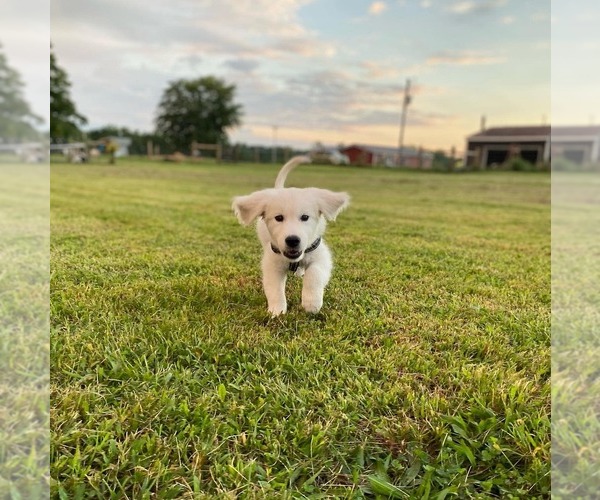 Medium Photo #49  Breeder Profile in URBANA, OH, USA