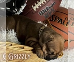 Small #1 Breeder Profile image