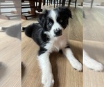 Small #6 Breeder Profile image
