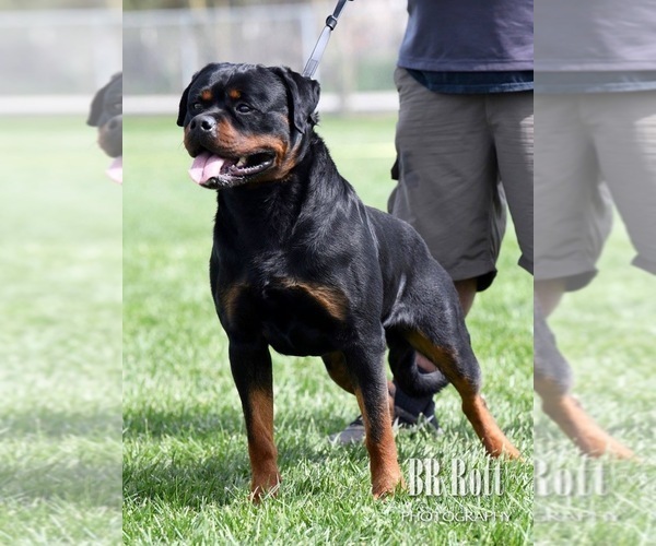 Medium Photo #1  Breeder Profile in SPG VALLEY LK, CA, USA