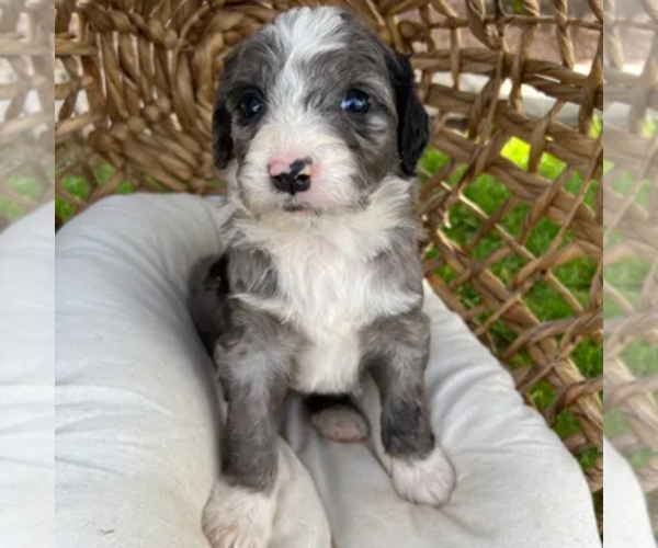 Medium Photo #22  Breeder Profile in GILBERT, AZ, USA