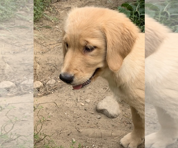 Medium Photo #30  Breeder Profile in LAKE GEORGE, NY, USA
