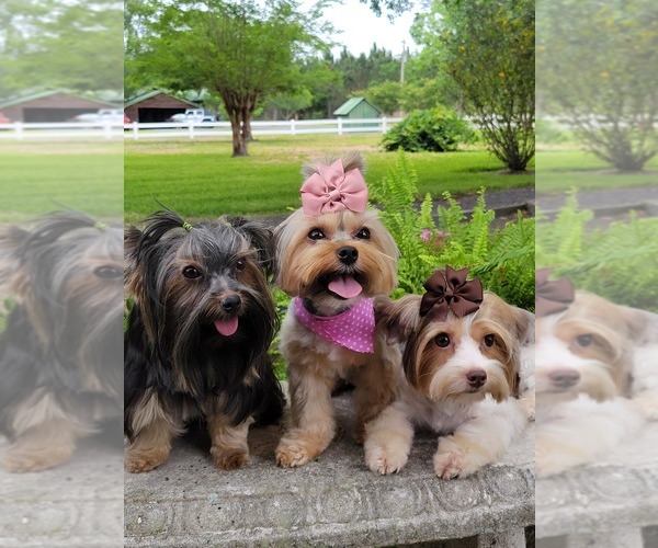 Medium Photo #1  Breeder Profile in JACKSONVILLE, FL, USA