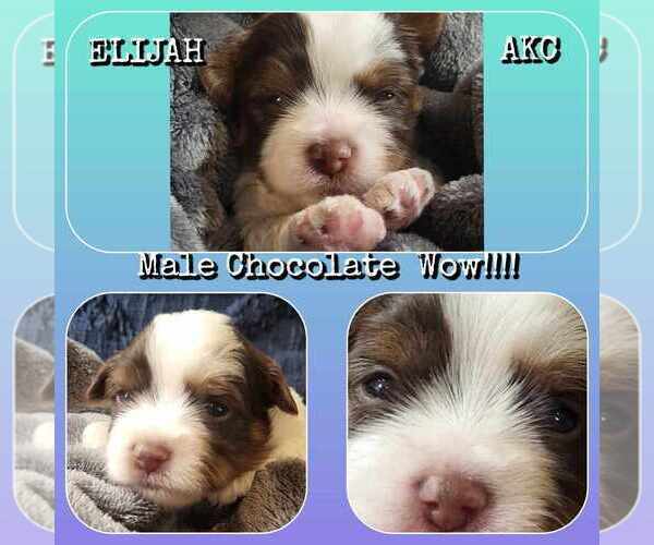 Medium Photo #21  Breeder Profile in FT WORTH, TX, USA