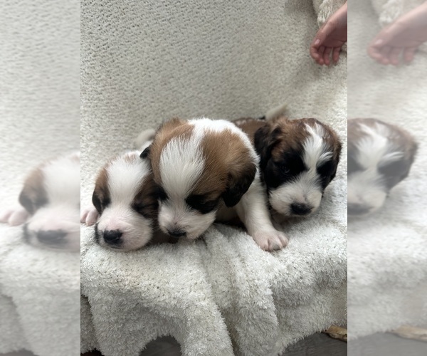 Medium Photo #1  Breeder Profile in EPHRATA, PA, USA