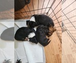 Small breeder photo