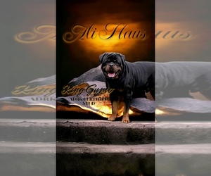 Rottweiler Dog Breeder near SHEPHERDSVILLE, KY, USA