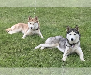 Main photo of Siberian Husky Dog Breeder near LORETTO, PA, USA