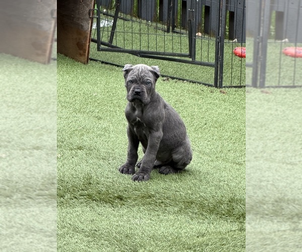 Medium Photo #1  Breeder Profile in JOLIET, IL, USA