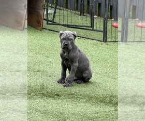Cane Corso Dog Breeder near JOLIET, IL, USA