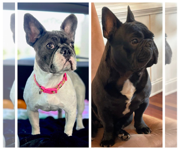 Medium Photo #1  Breeder Profile in CUMMING, GA, USA