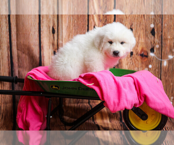 Medium Photo #35  Breeder Profile in POWDER SPRINGS, GA, USA