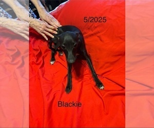Italian Greyhound Dog Breeder near STILLWATER, OK, USA