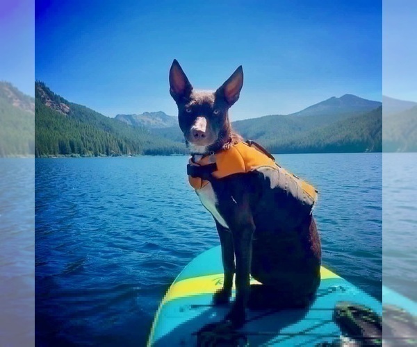 Medium Photo #29  Breeder Profile in CAMAS, WA, USA