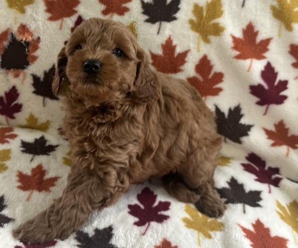 Medium Photo #4  Breeder Profile in CRETE, IL, USA
