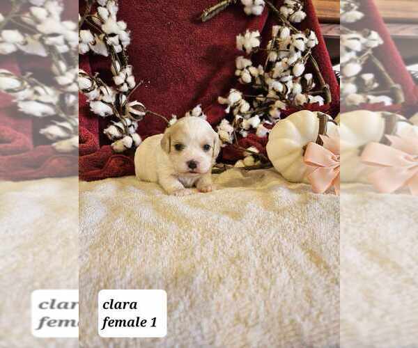 Medium Photo #3  Breeder Profile in SIOUX CENTER, IA, USA